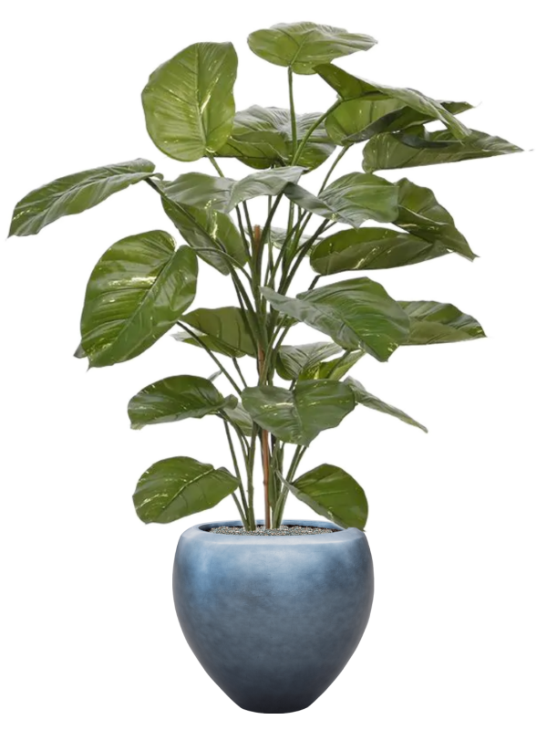 Scindapsus Aureum in Baq Metallic Silver leaf Office Plant With Pot 161cm Height 33cm Dia