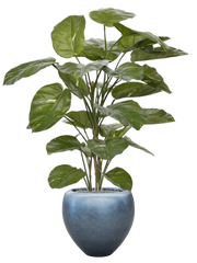 Scindapsus Aureum in Baq Metallic Silver leaf Office Plant With Pot 161cm Height 33cm Dia