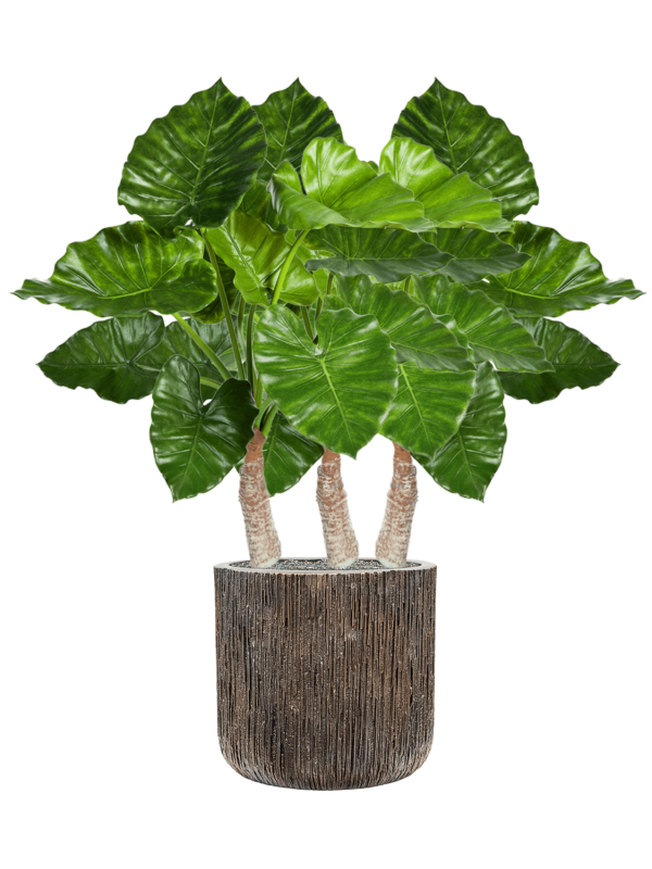 Alocasia Calidora in Baq Luxe Lite Universe Waterfall Office Plant With Pot 116cm Height 37cm Dia