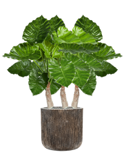 Alocasia Calidora in Baq Luxe Lite Universe Waterfall Office Plant With Pot 116cm Height 37cm Dia