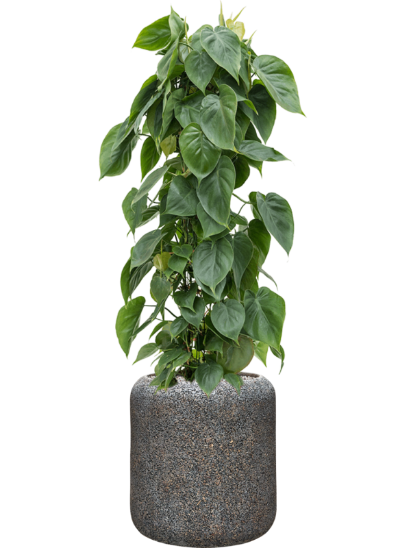 Philodendron scandens in Baq Naturescast Office Plant With Pot 123cm Height 27cm Dia