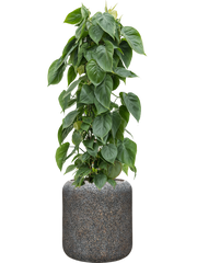 Philodendron scandens in Baq Naturescast Office Plant With Pot 123cm Height 27cm Dia