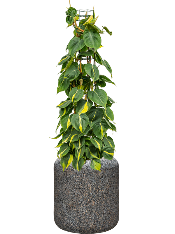 Philodendron scandens 'Brasil' in Baq Naturescast Office Plant With Pot 117cm Height 27cm Dia