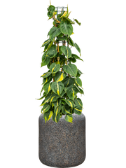 Philodendron scandens 'Brasil' in Baq Naturescast Office Plant With Pot 117cm Height 27cm Dia