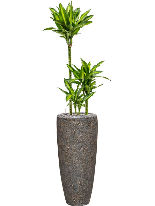 Dracaena fragrans 'Cintho' in Baq Naturescast Office Plant With Pot 158cm Height 26cm Dia