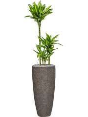 Dracaena fragrans 'Cintho' in Baq Naturescast Office Plant With Pot 158cm Height 26cm Dia