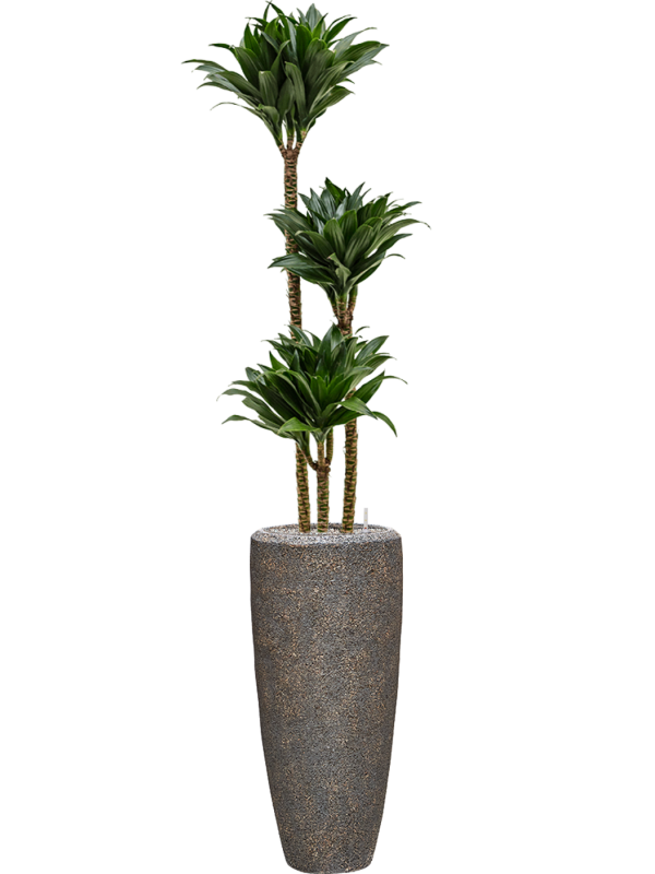 Dracaena fragrans 'Compacta' in Baq Naturescast Office Plant With Pot 174cm Height 26cm Dia
