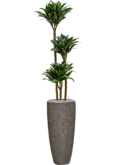 Dracaena fragrans 'Compacta' in Baq Naturescast Office Plant With Pot 174cm Height 26cm Dia