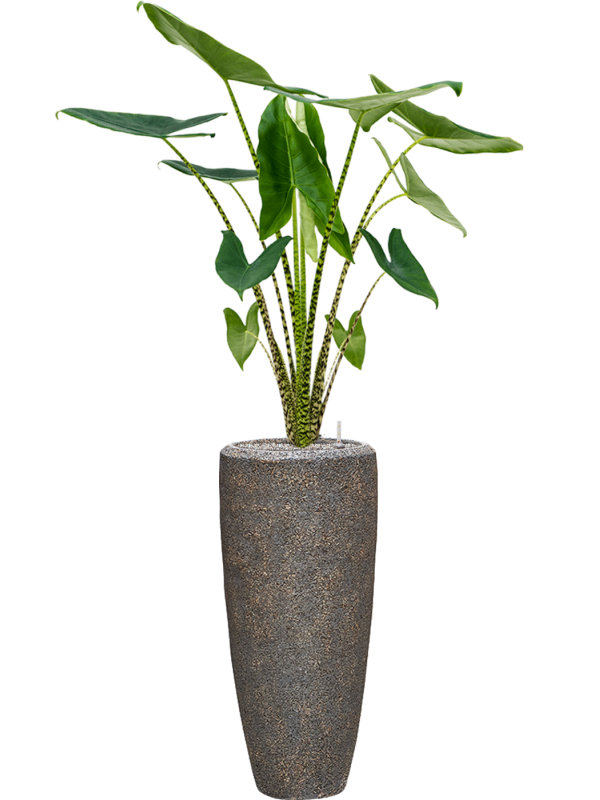 Alocasia zebrina in Baq Naturescast Office Plant With Pot 154cm Height 26cm Dia