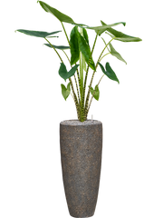 Alocasia zebrina in Baq Naturescast Office Plant With Pot 154cm Height 26cm Dia