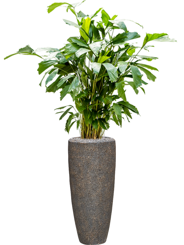 Caryota mitis in Baq Naturescast Office Plant With Pot 157cm Height 26cm Dia