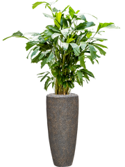Caryota mitis in Baq Naturescast Office Plant With Pot 157cm Height 26cm Dia