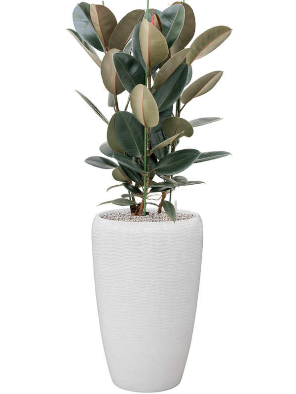 Ficus elastica 'Abidjan' in Baq Vogue Amfi Office Plant With Pot 143cm Height 36cm Dia