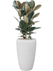 Ficus elastica 'Abidjan' in Baq Vogue Amfi Office Plant With Pot 143cm Height 36cm Dia