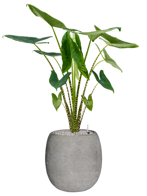 Alocasia zebrina in Baq Polystone Coated Plain Office Plant With Pot 125cm Height 27cm Dia