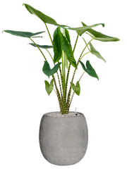 Alocasia zebrina in Baq Polystone Coated Plain Office Plant With Pot 125cm Height 27cm Dia
