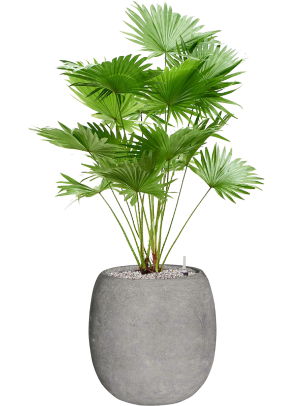 Livistonia rotundifolia (2pp) in Baq Polystone Coated Plain Office Plant With Pot 121cm Height 27cm Dia