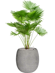 Livistonia rotundifolia (2pp) in Baq Polystone Coated Plain Office Plant With Pot 121cm Height 27cm Dia