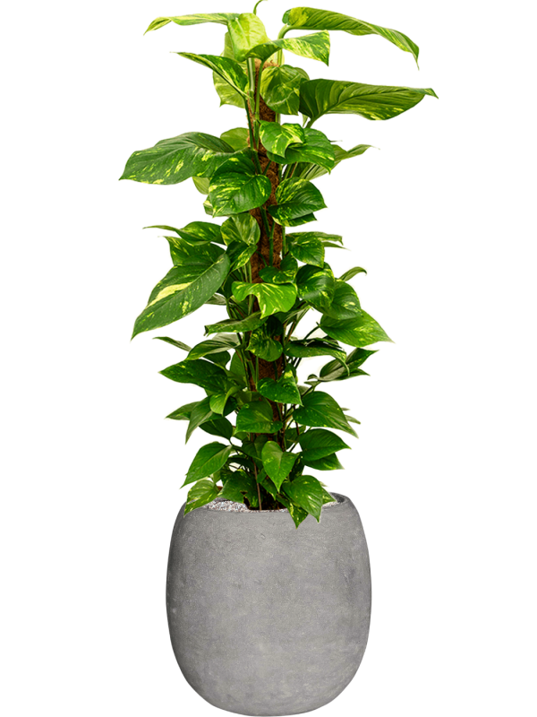 Scindapsus 'Aureum' in Baq Polystone Coated Plain Office Plant With Pot 132cm Height 27cm Dia