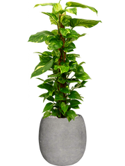 Scindapsus 'Aureum' in Baq Polystone Coated Plain Office Plant With Pot 132cm Height 27cm Dia