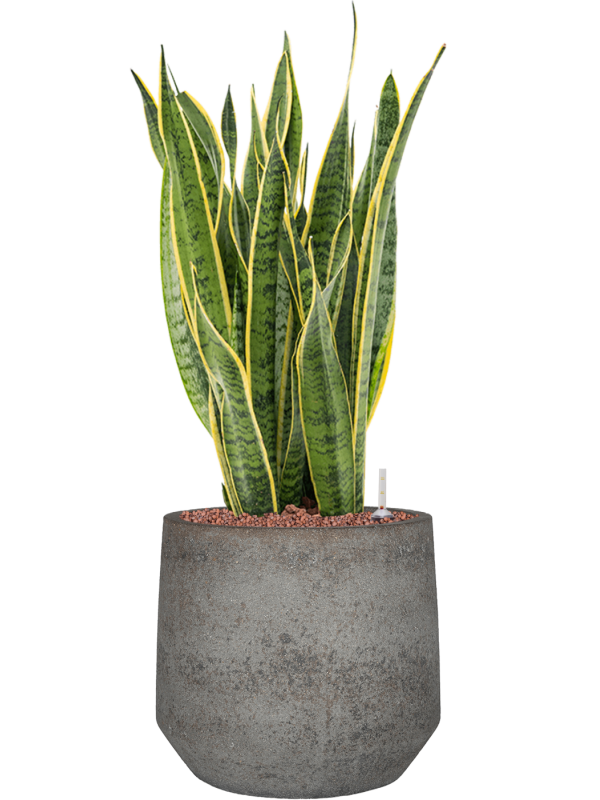 Sansevieria trifasciata 'Laurentii' in Cement & Stone Office Plant With Pot 76cm Height 24cm Dia