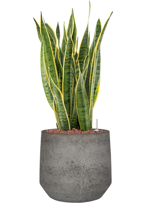 Sansevieria trifasciata 'Laurentii' in Cement & Stone Office Plant With Pot 76cm Height 24cm Dia