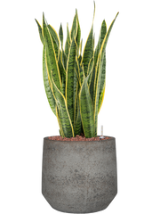 Sansevieria trifasciata 'Laurentii' in Cement & Stone Office Plant With Pot 76cm Height 24cm Dia