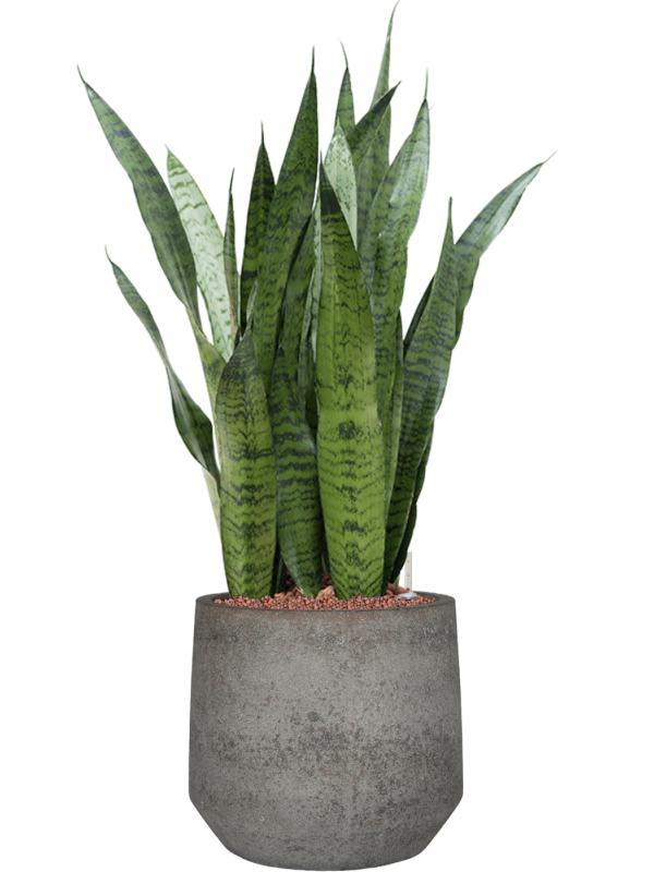 Sansevieria zeylanica in Cement & Stone Office Plant With Pot 86cm Height 24cm Dia