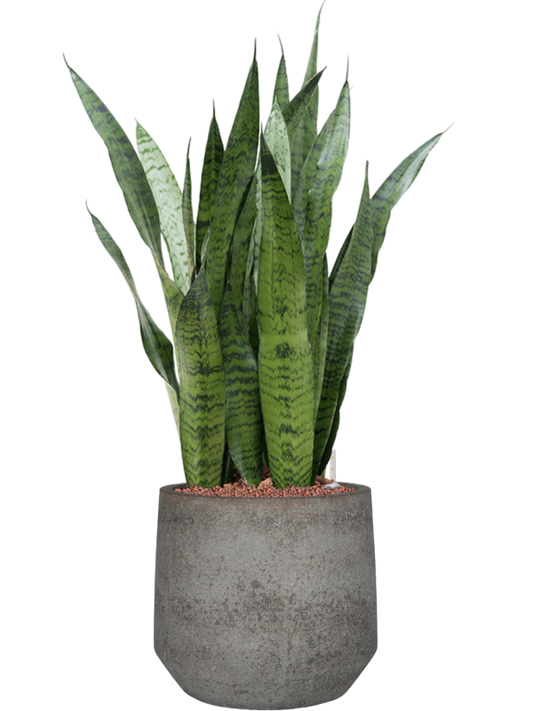 Sansevieria zeylanica in Cement & Stone Office Plant With Pot 86cm Height 24cm Dia