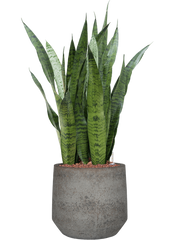 Sansevieria zeylanica in Cement & Stone Office Plant With Pot 86cm Height 24cm Dia