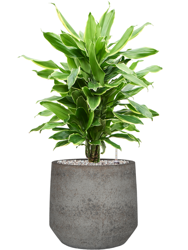 Dracaena fragrans 'Golden Coast' in Cement & Stone Office Plant With Pot 76cm Height 24cm Dia