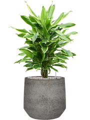 Dracaena fragrans 'Golden Coast' in Cement & Stone Office Plant With Pot 76cm Height 24cm Dia