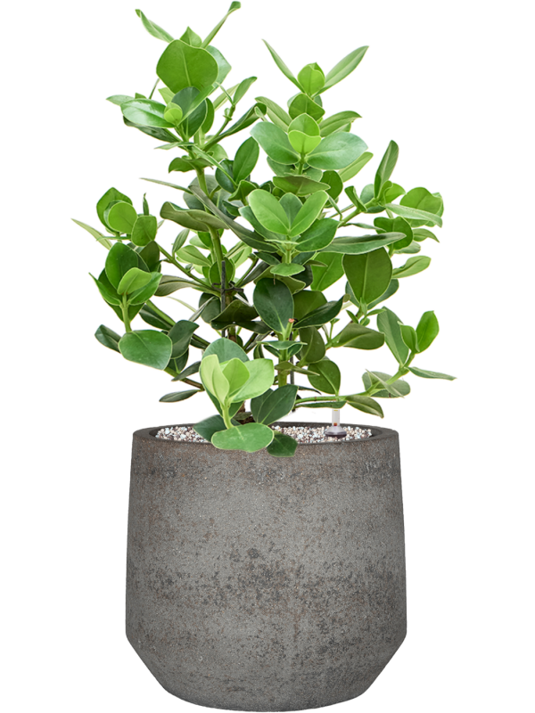 Clusia rosea 'Princess' in Cement & Stone Office Plant With Pot 68cm Height 24cm Dia