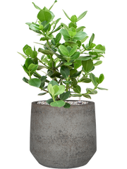 Clusia rosea 'Princess' in Cement & Stone Office Plant With Pot 68cm Height 24cm Dia