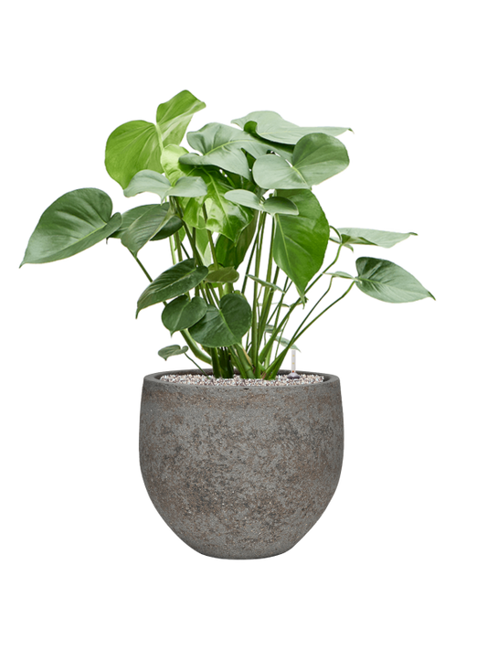 Monstera deliciosa in Cement & Stone Office Plant With Pot 90cm Height 26cm Dia