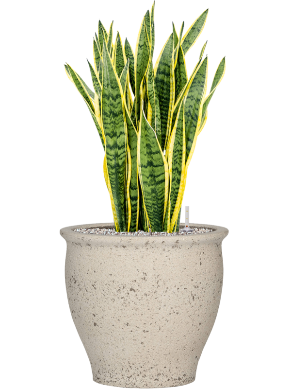Sansevieria trifasciata 'Laurentii' in Mediterranean Office Plant With Pot 88cm Height 36cm Dia