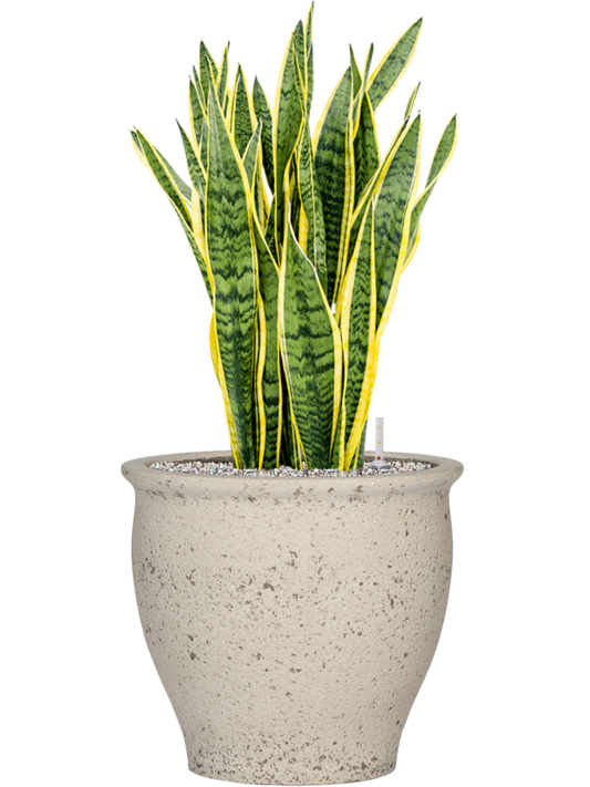 Sansevieria trifasciata 'Laurentii' in Mediterranean Office Plant With Pot 88cm Height 36cm Dia