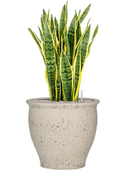 Sansevieria trifasciata 'Laurentii' in Mediterranean Office Plant With Pot 88cm Height 36cm Dia