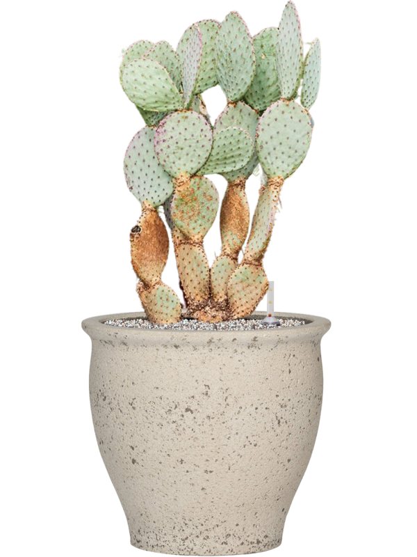 Opuntia santarita in Mediterranean Office Plant With Pot 85cm Height 36cm Dia