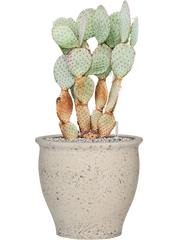 Opuntia santarita in Mediterranean Office Plant With Pot 85cm Height 36cm Dia