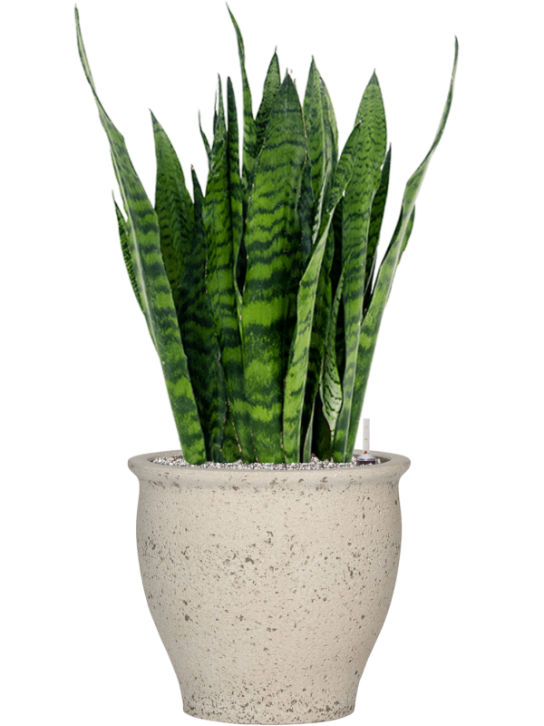 Sansevieria zeylanica in Mediterranean Office Plant With Pot 98cm Height 36cm Dia