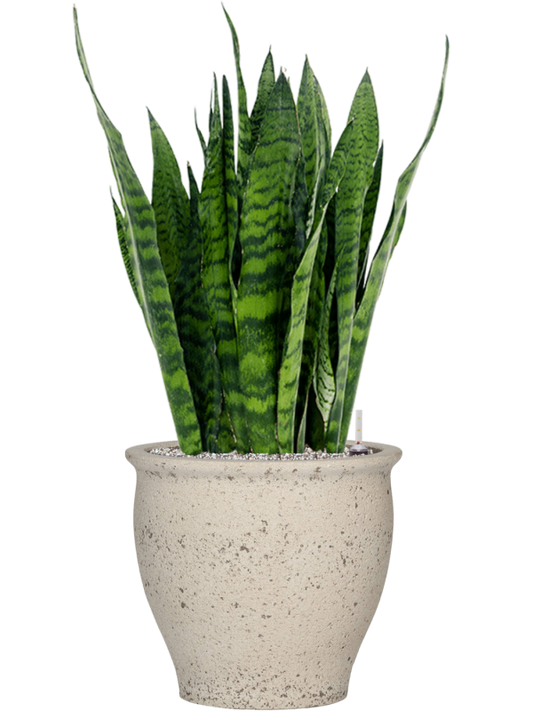 Sansevieria zeylanica in Mediterranean Office Plant With Pot 98cm Height 36cm Dia