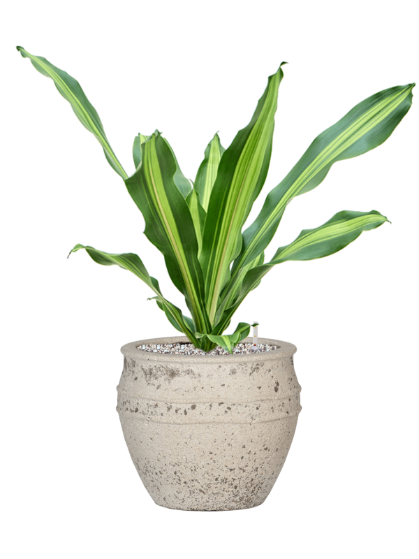 Dracaena fragrans 'Burley' in Mediterranean Office Plant With Pot 63cm Height 22cm Dia