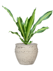 Dracaena fragrans 'Burley' in Mediterranean Office Plant With Pot 63cm Height 22cm Dia