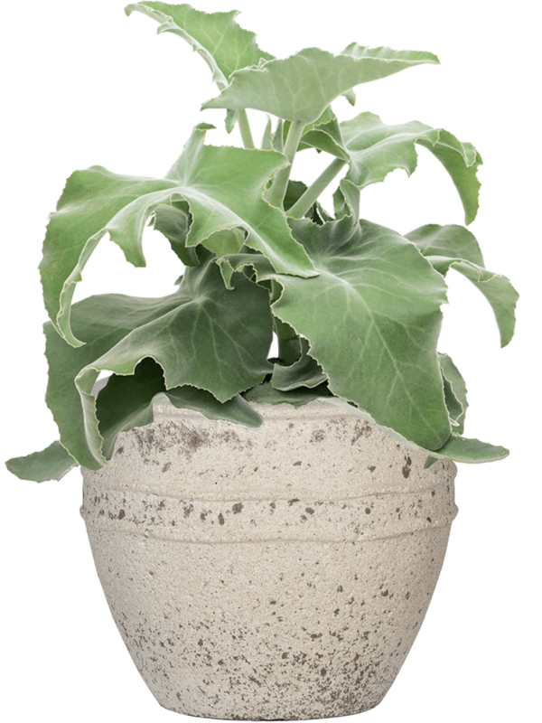 Kalanchoe beharensis in Mediterranean Office Plant With Pot 48cm Height 22cm Dia