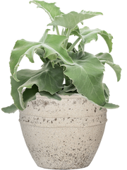 Kalanchoe beharensis in Mediterranean Office Plant With Pot 48cm Height 22cm Dia