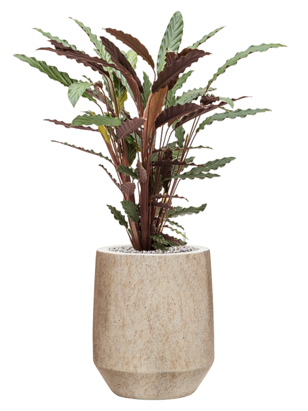 Calathea rufibarba 'Wavestar' in Mineral Office Plant With Pot 83cm Height 20cm Dia