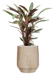 Calathea rufibarba 'Wavestar' in Mineral Office Plant With Pot 83cm Height 20cm Dia
