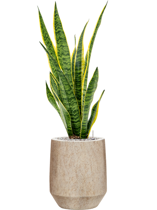 Sansevieria trifasciata 'Laurentii' in Mineral Office Plant With Pot 94cm Height 20cm Dia