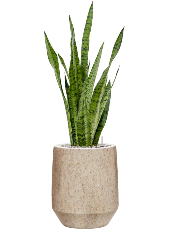 Sansevieria zeylanica in Mineral Office Plant With Pot 89cm Height 20cm Dia